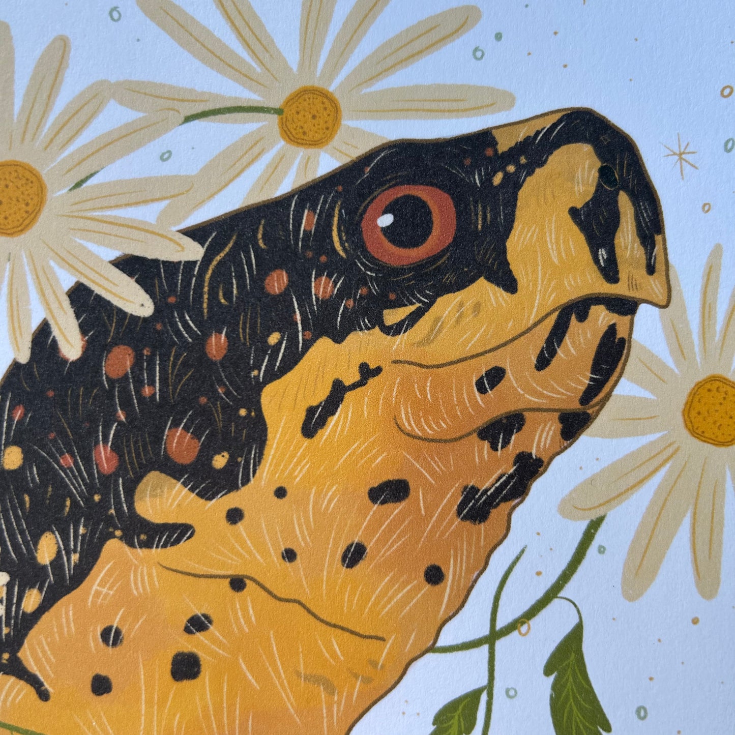 Box Turtle Art Print